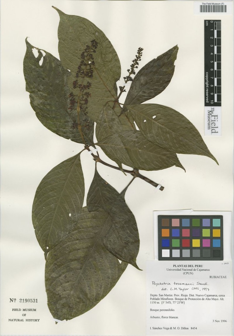 Palicourea wachterae
