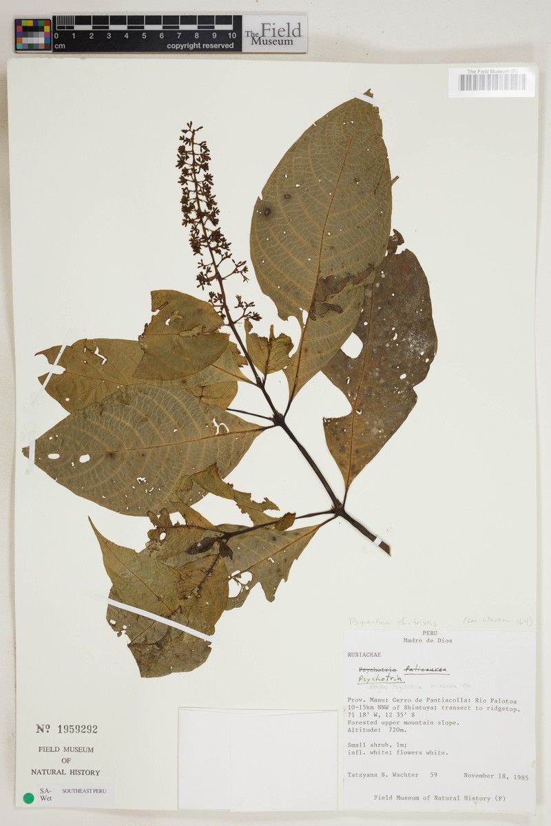 Palicourea wachterae photo 2