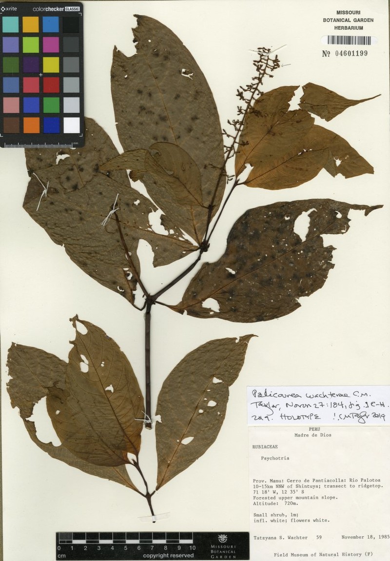 Palicourea wachterae photo 3
