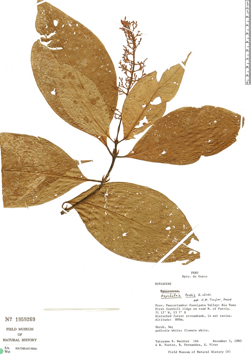Palicourea wachterae photo 4