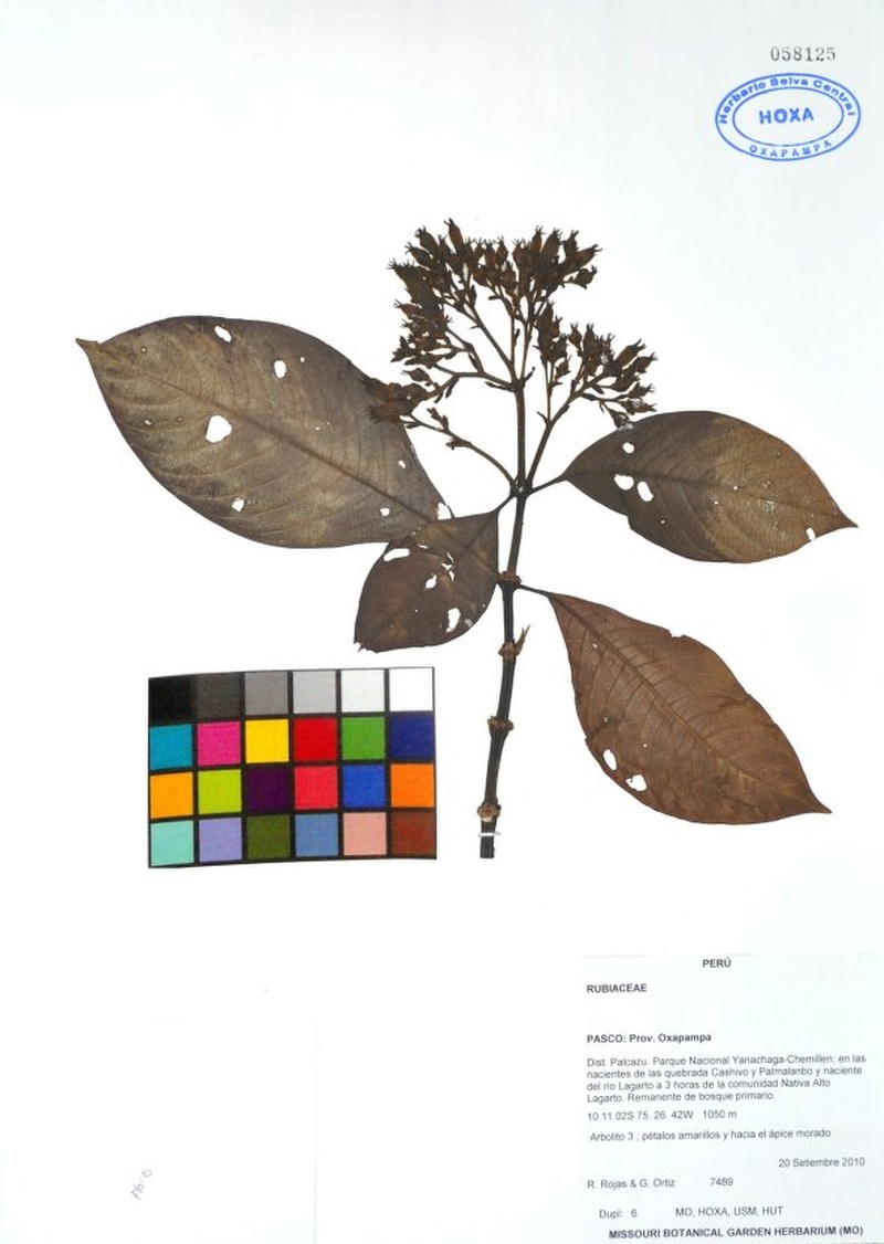 Palicourea yanesha