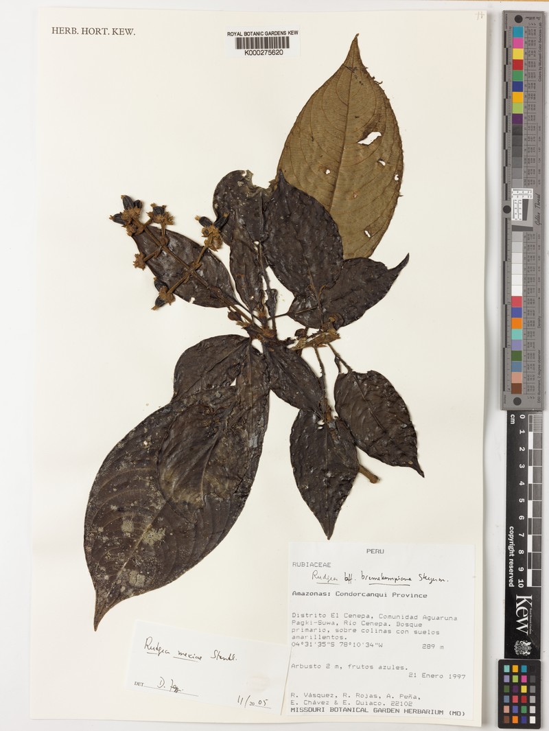 Palicourea yneziae