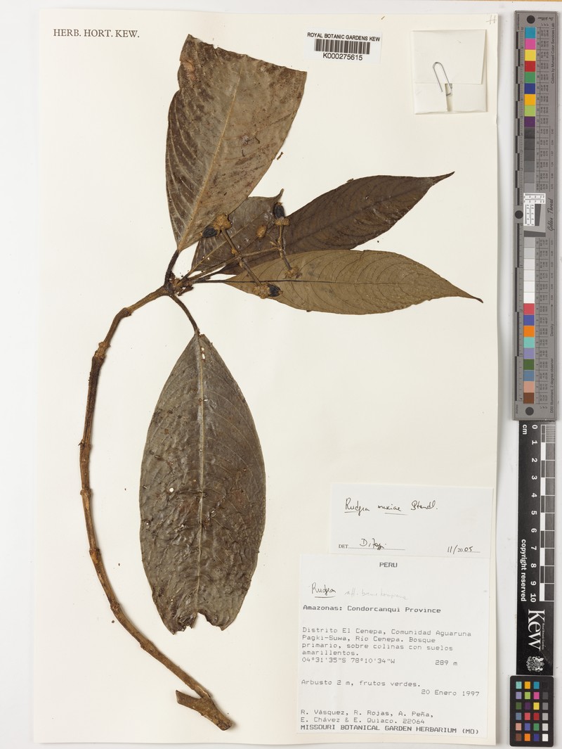 Palicourea yneziae photo 2