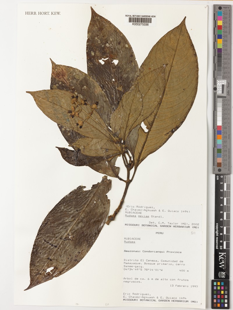 Palicourea yneziae photo 3
