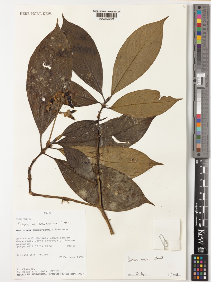 Palicourea yneziae photo 4