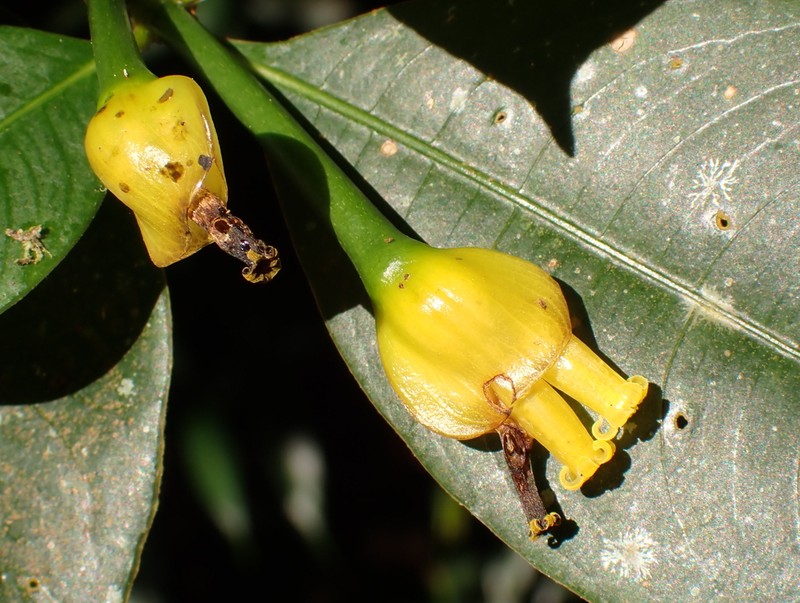 Palicourea zevallosii