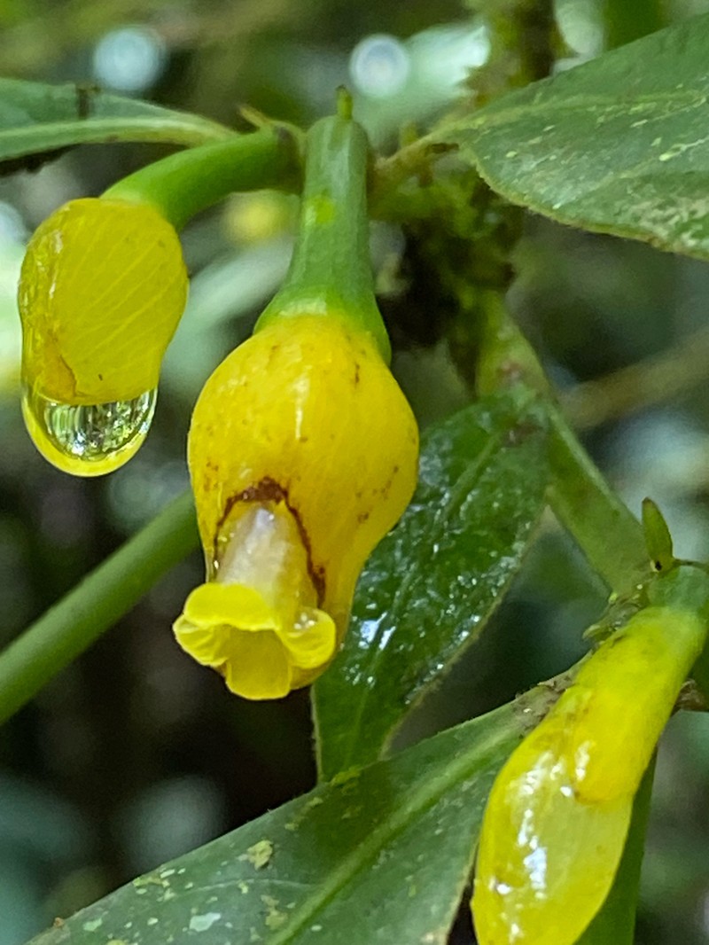 Palicourea zevallosii photo 3