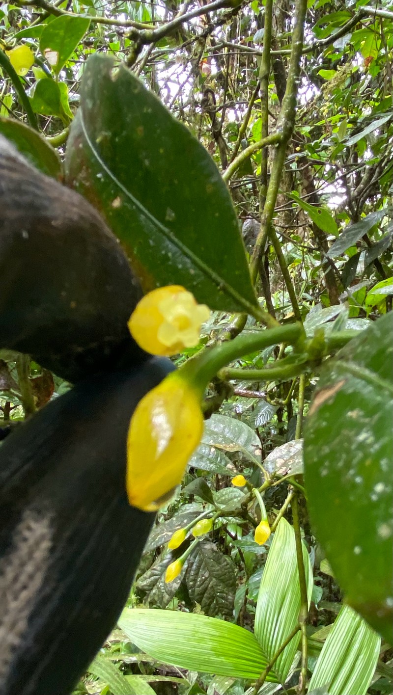 Palicourea zevallosii photo 4