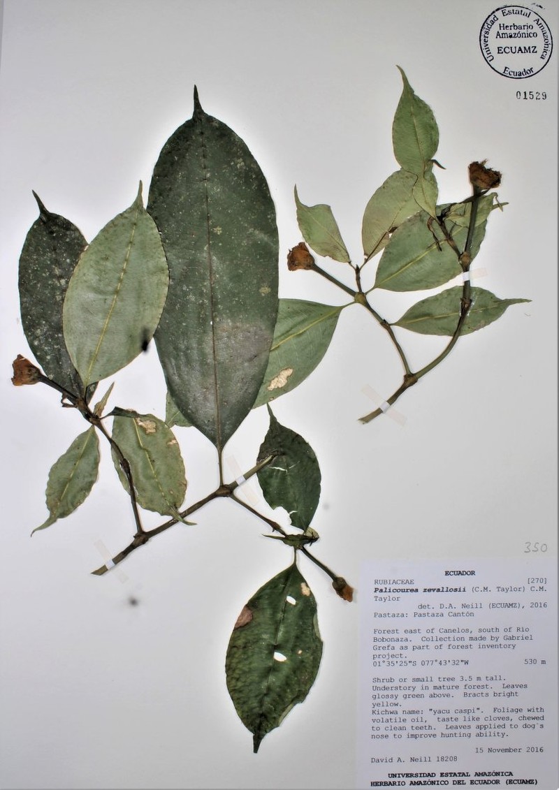 Palicourea zevallosii photo 6