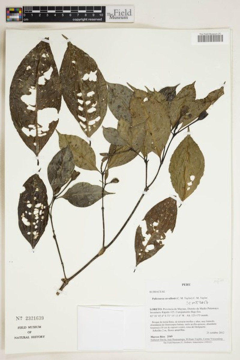 Palicourea zevallosii photo 7
