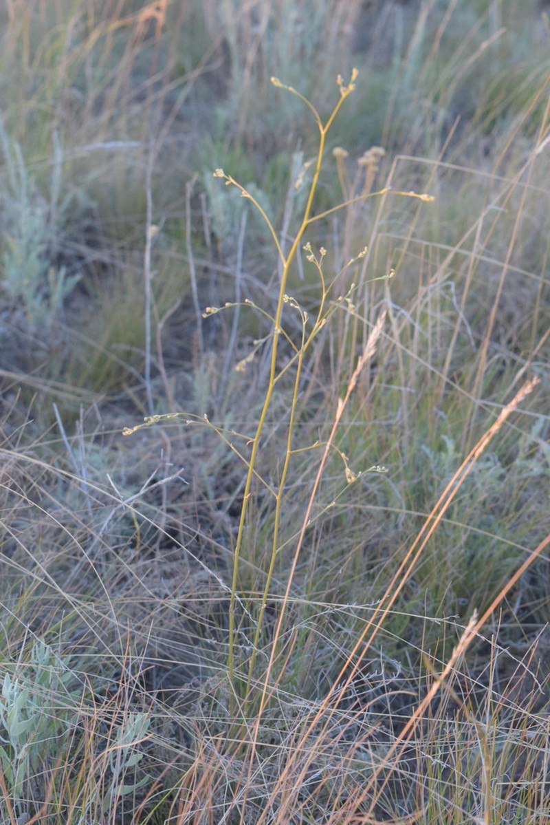 Palimbia defoliata photo 3