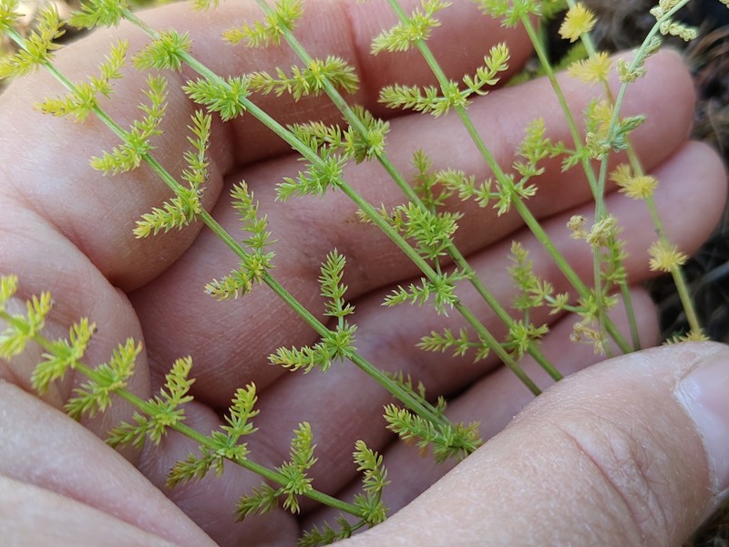Palimbia defoliata photo 4