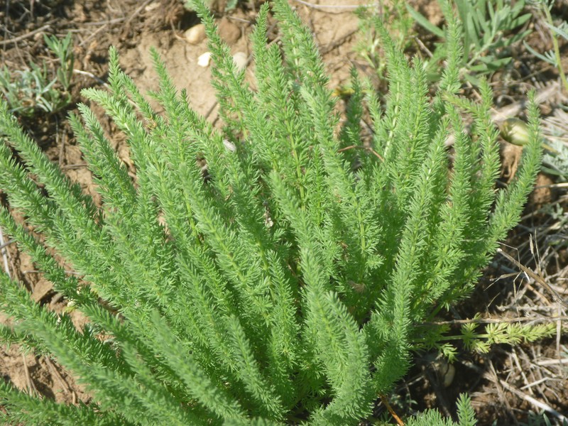 Palimbia defoliata photo 5