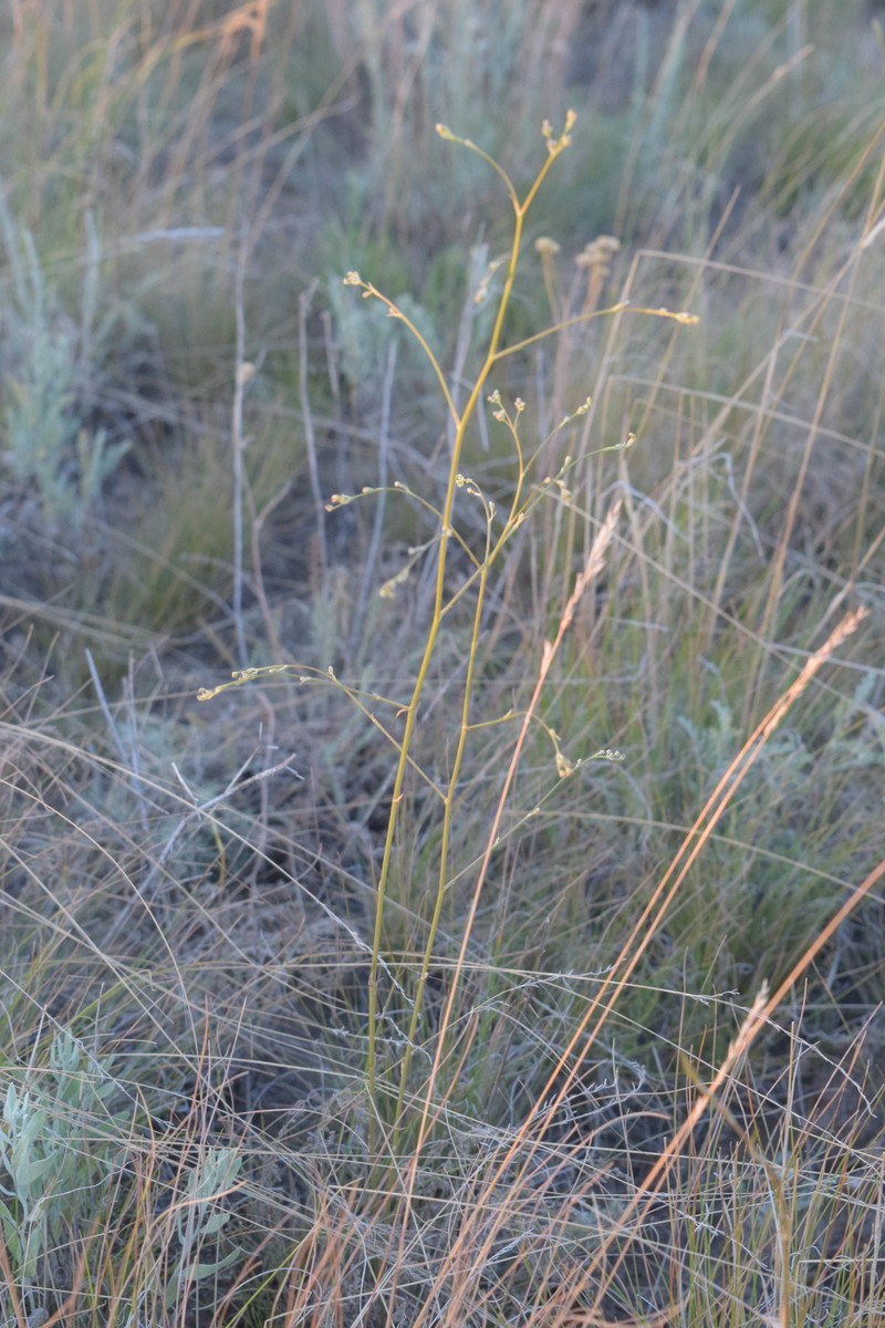 Palimbia defoliata photo 6