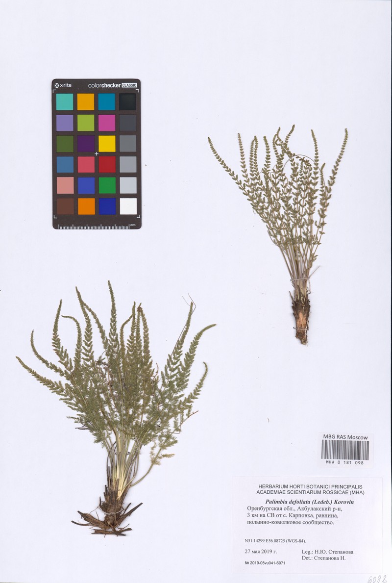 Palimbia defoliata photo 7
