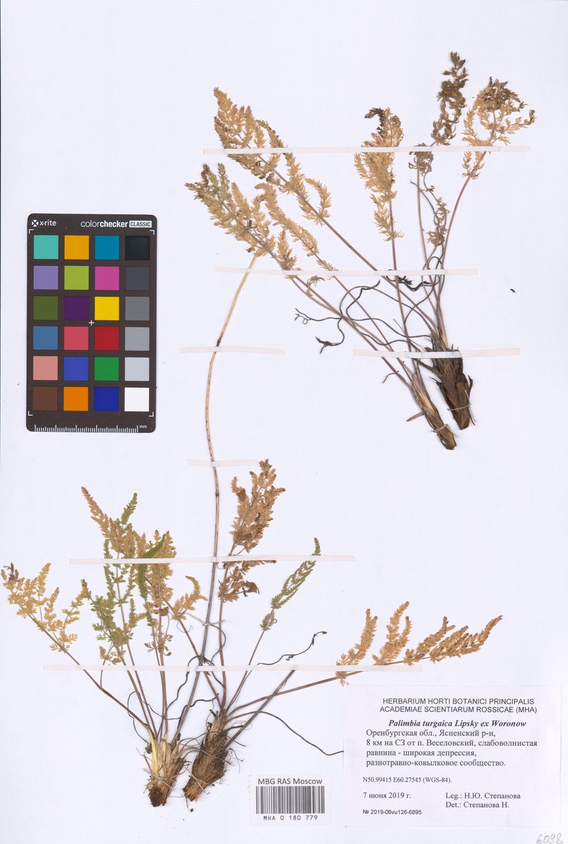 Palimbia turgaica photo 5