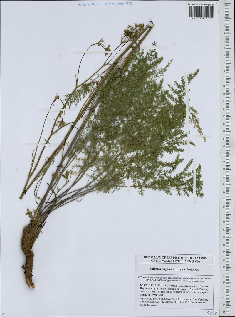Palimbia turgaica photo 6