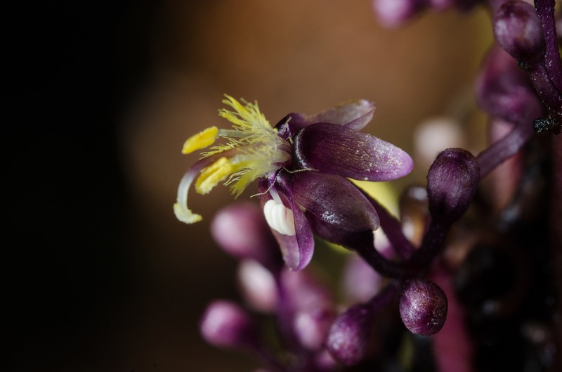 Palisota alboanthera