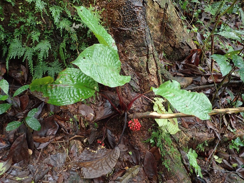 Palisota alboanthera photo 2