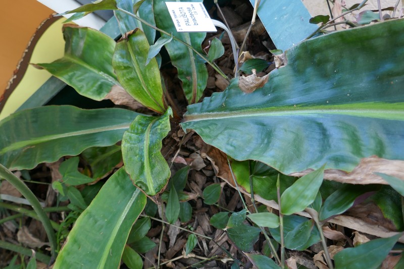 Palisota photo 5