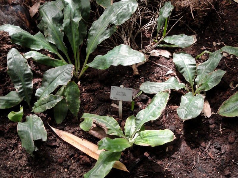 Palisota photo 2