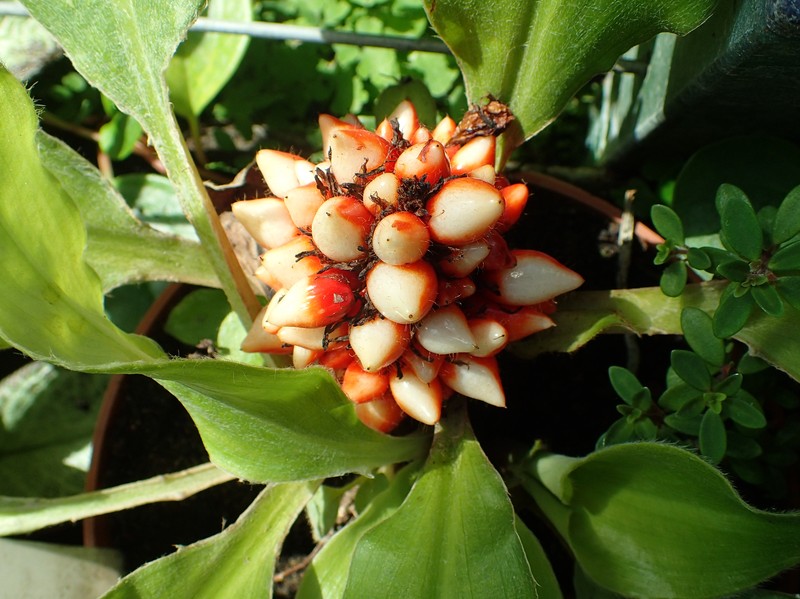Palisota photo 3