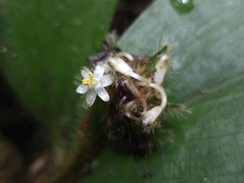 Palisota cristalensis