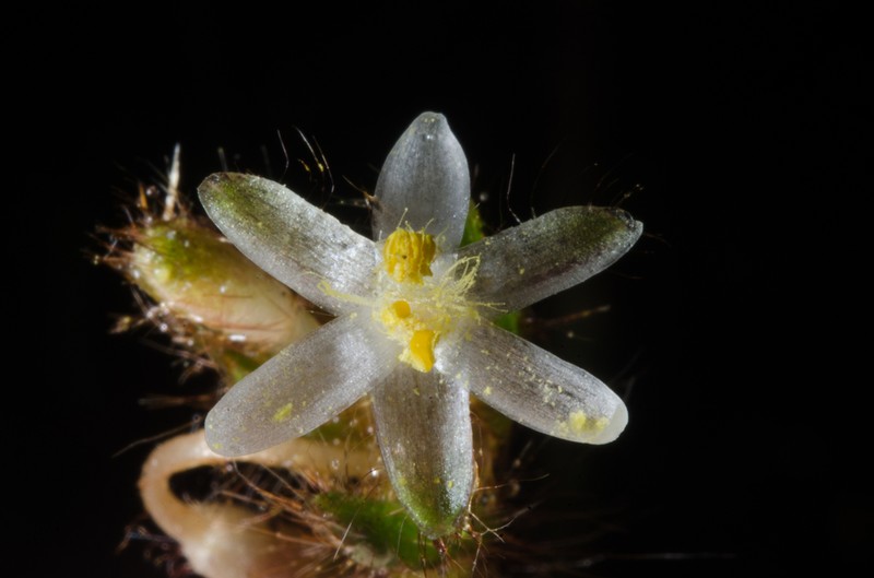 Palisota cristalensis photo 2