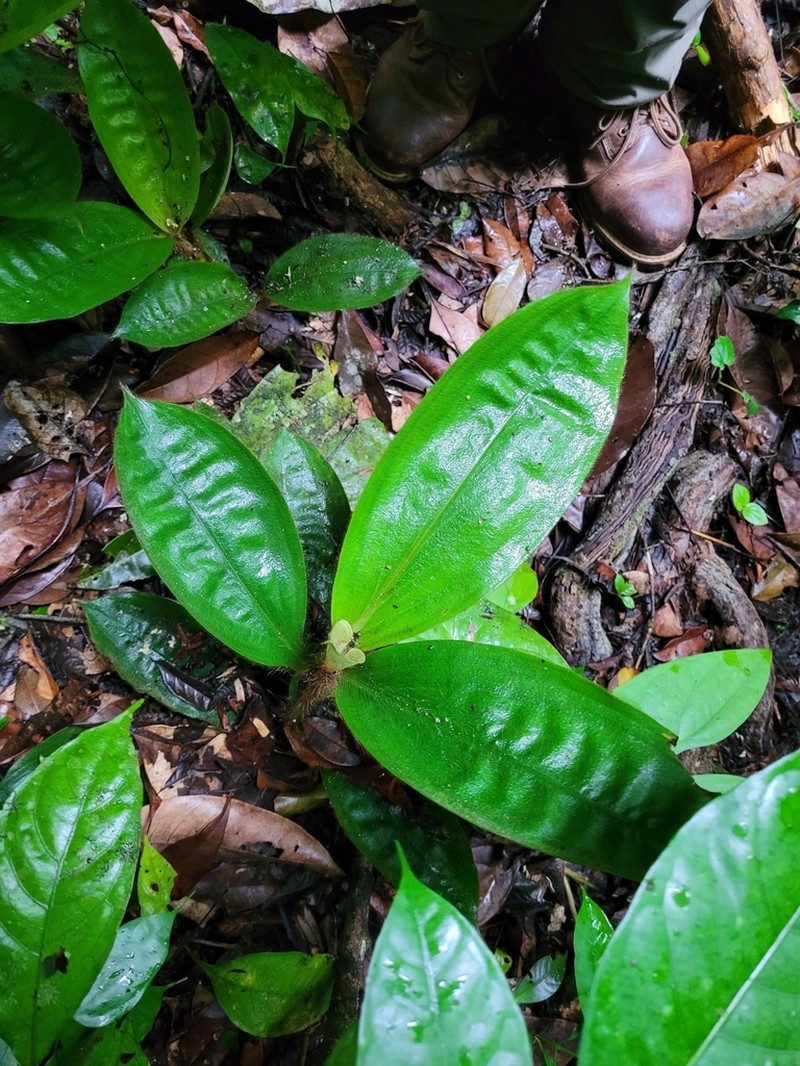 Palisota cristalensis photo 3