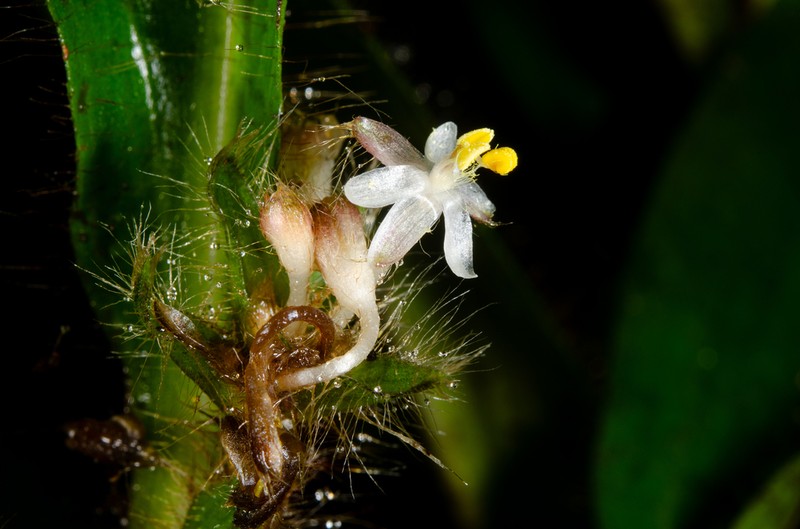 Palisota cristalensis photo 4
