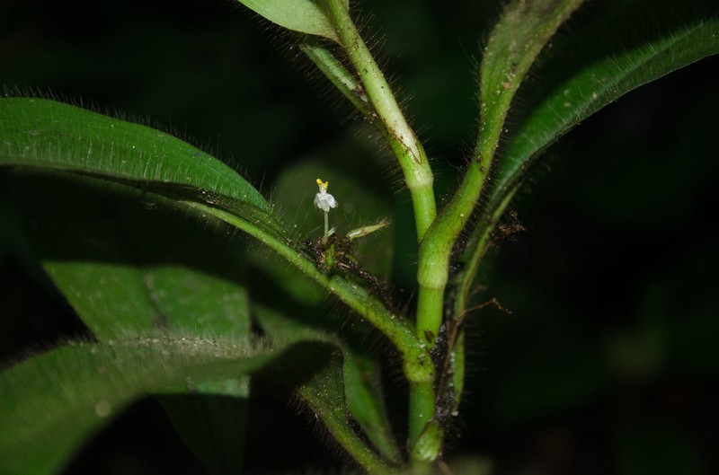 Palisota cristalensis photo 8