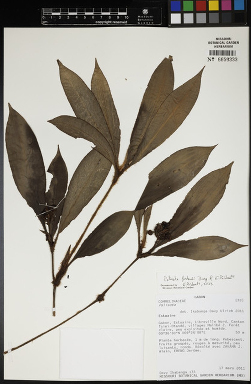 Palisota fadenii