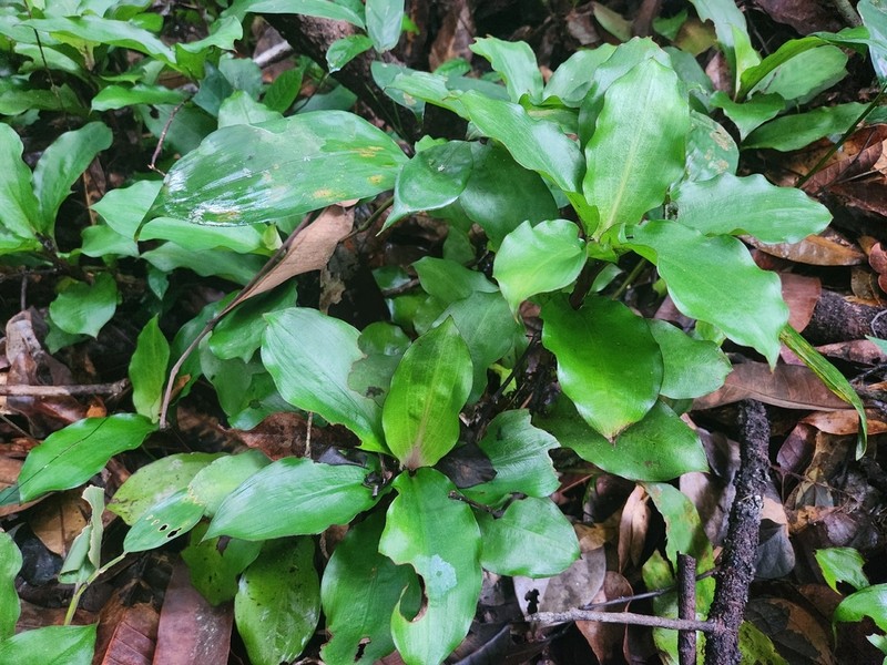 Palisota leewhitei