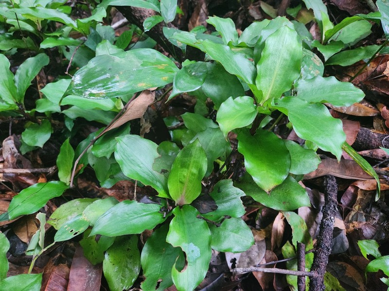 Palisota leewhitei photo 3