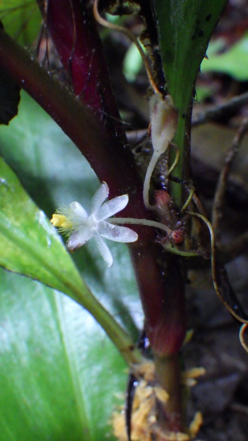 Palisota leewhitei photo 5