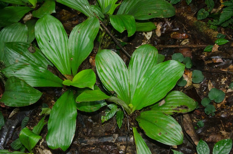 Palisota plicata