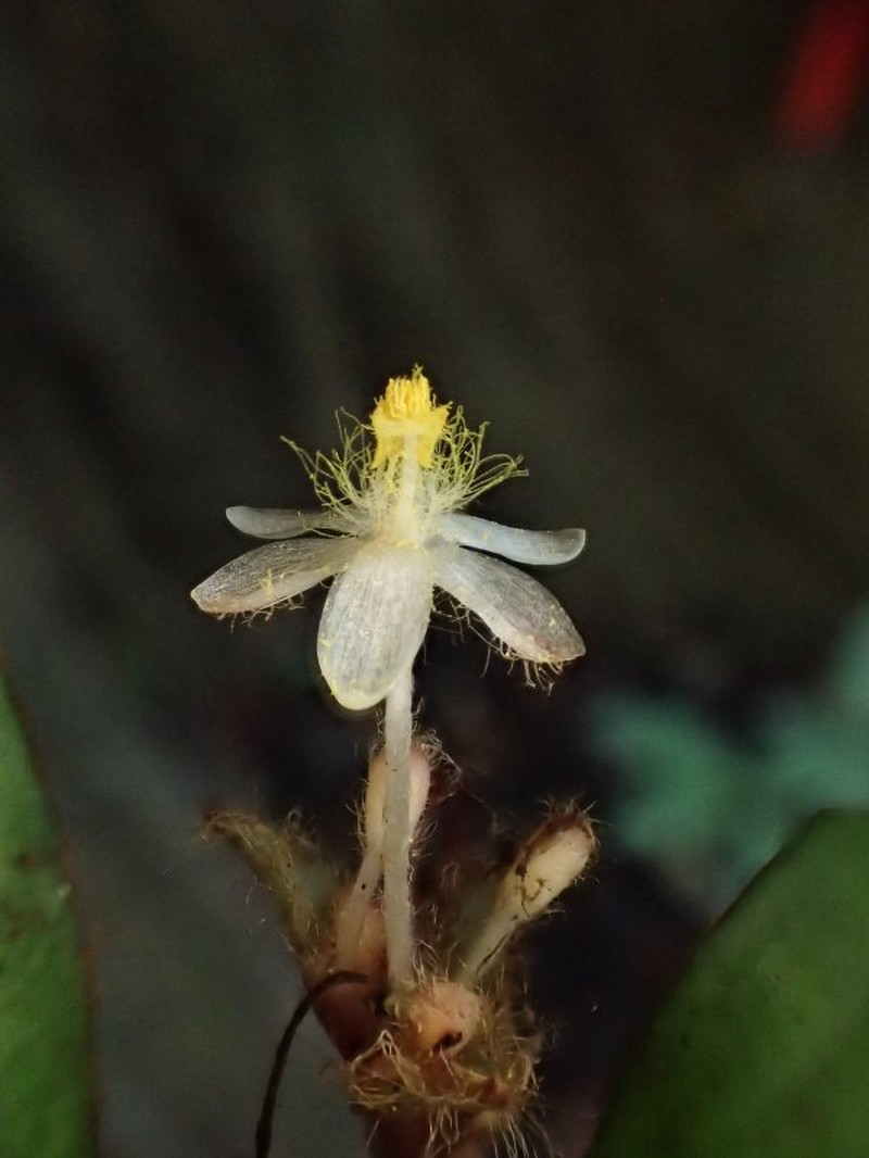 Palisota plicata photo 2