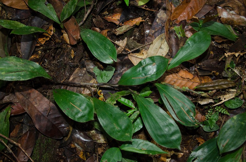 Palisota repens
