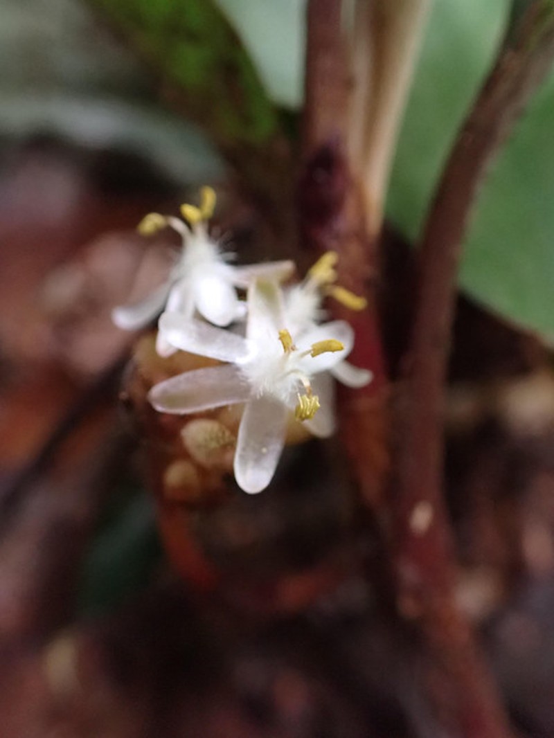 Palisota repens photo 2