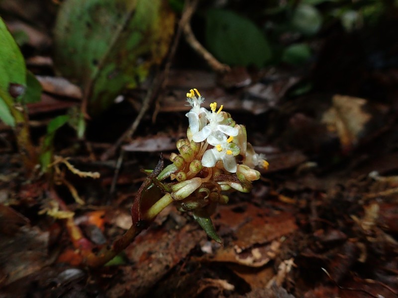 Palisota repens photo 3