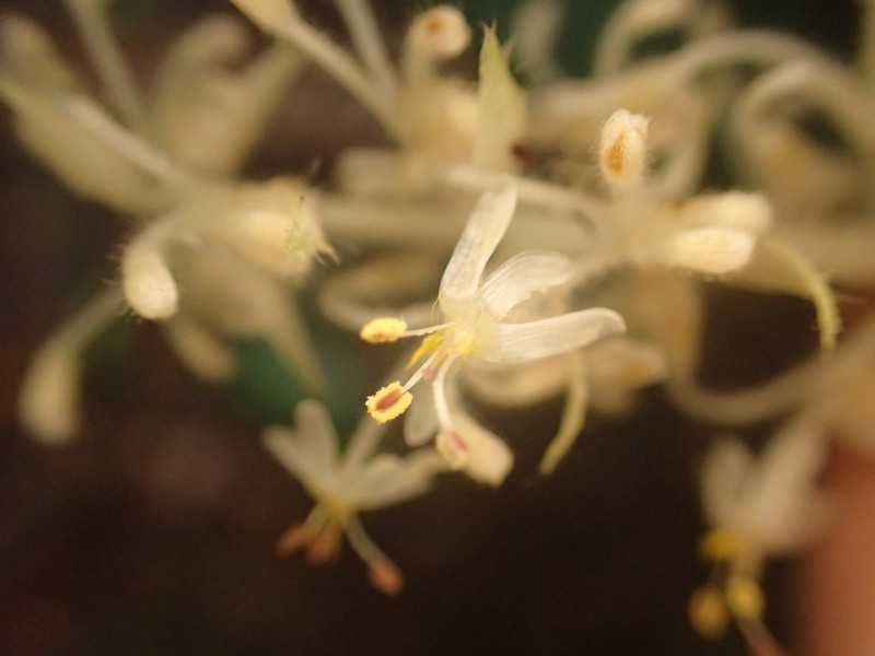 Palisota stevartii