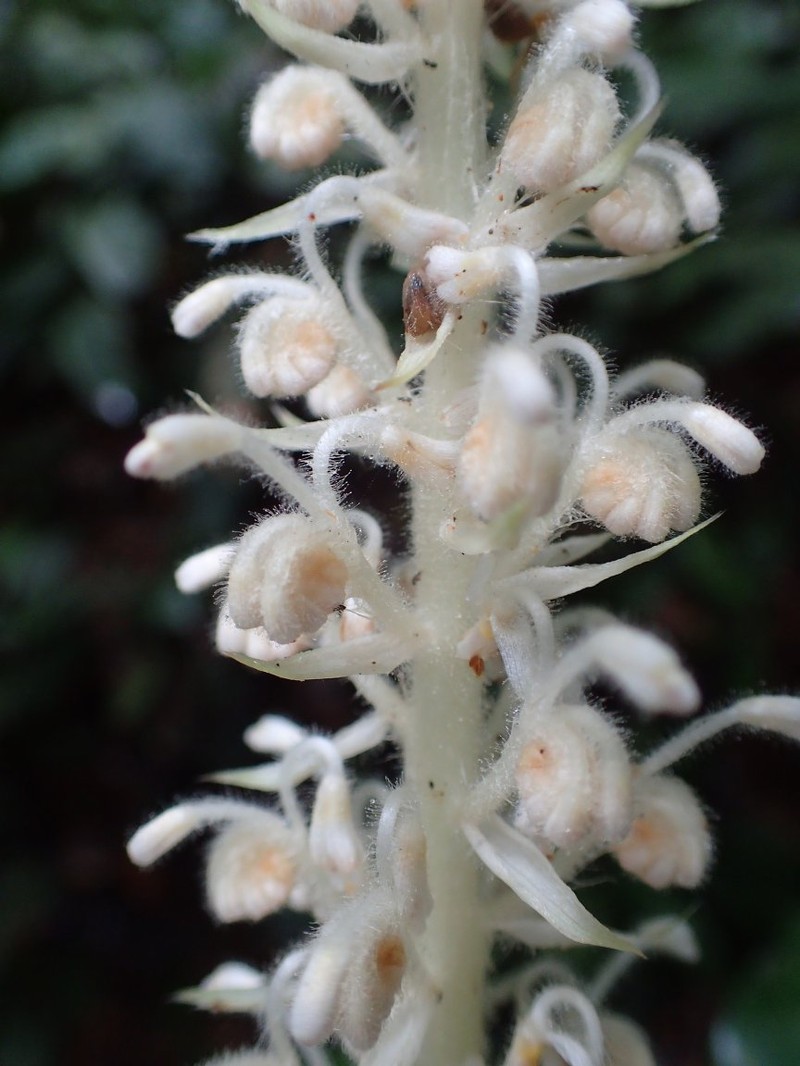 Palisota stevartii photo 2