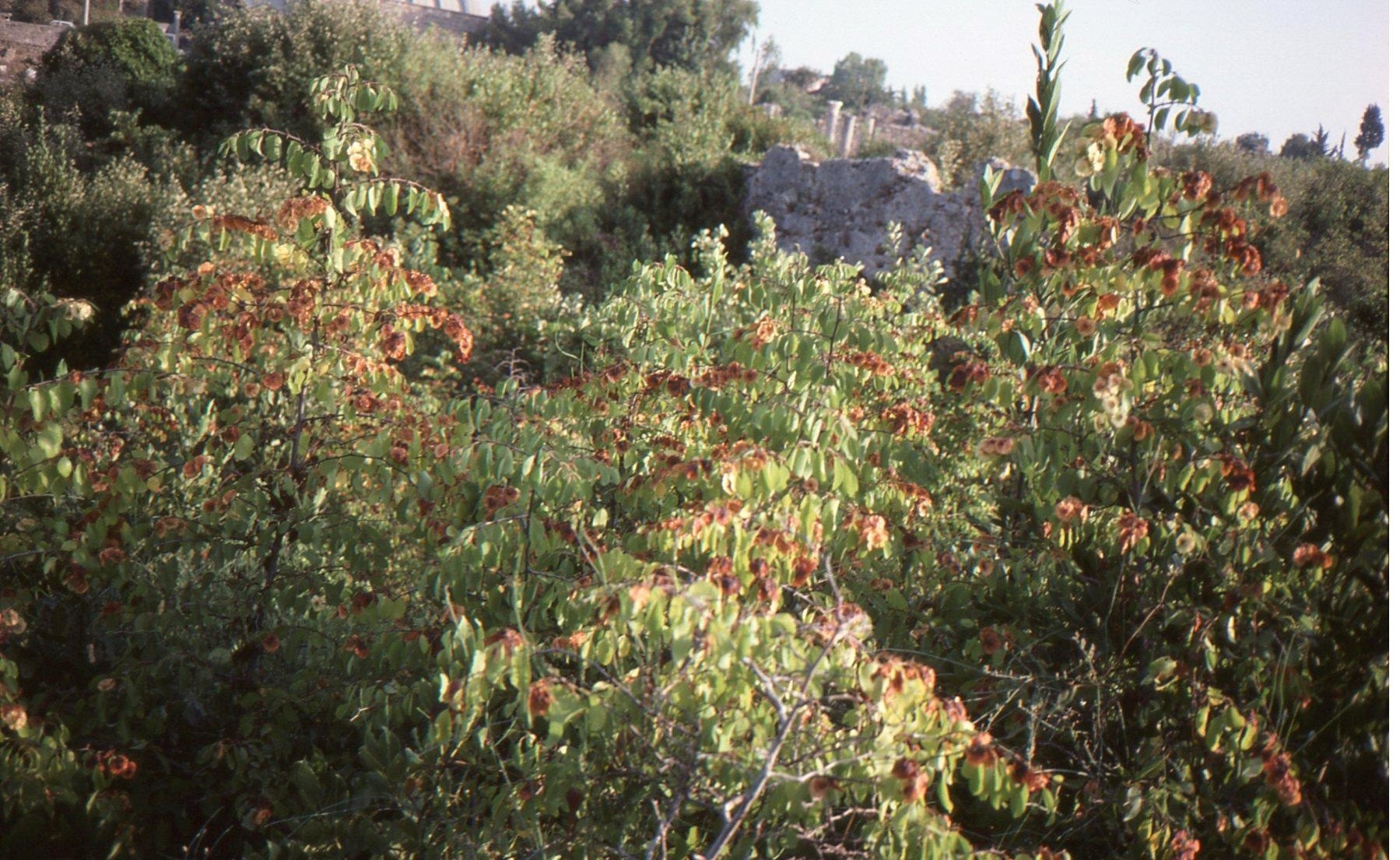 Jeruselem Thorn photo 2