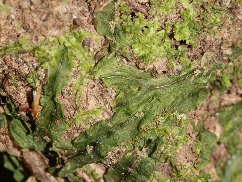 Pallavicinia lyellii photo 2