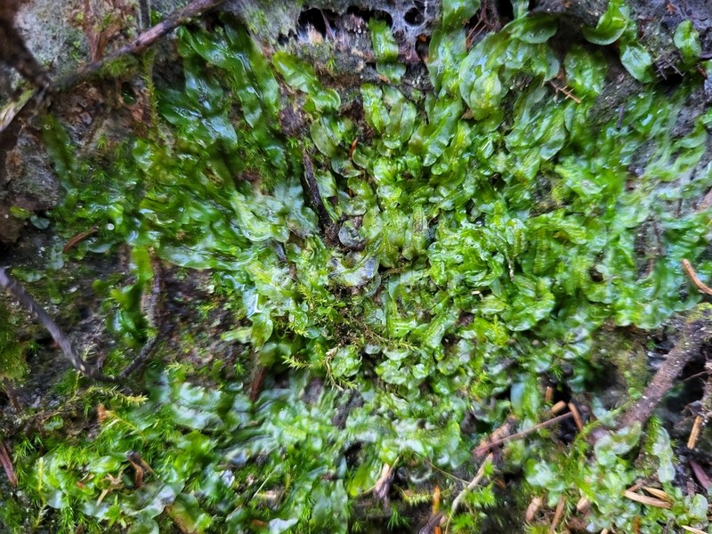 Pallavicinia lyellii photo 3