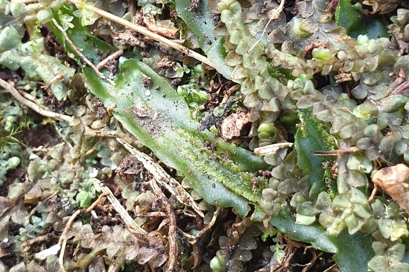 Pallavicinia lyellii photo 4