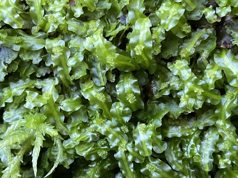 Pallavicinia lyellii photo 5
