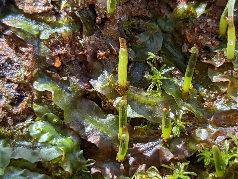 Pallavicinia lyellii photo 6