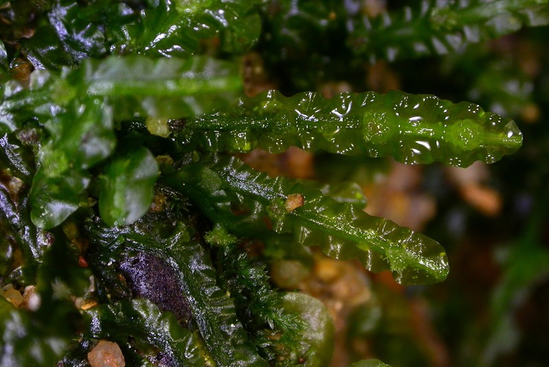 Pallavicinia lyellii photo 7