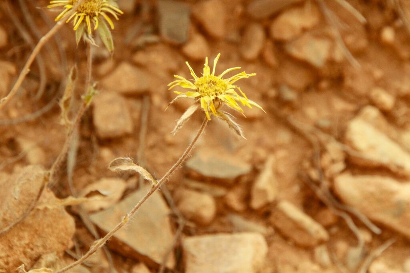 Pallenis cuspidata